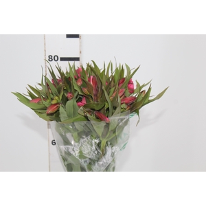 ALSTROEMERIA ALYNA 080 CM