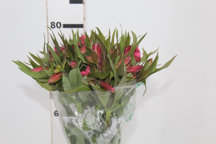 <h4>ALSTROEMERIA ALYNA 080 CM</h4>