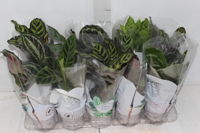 <h4>CALATHEA P12 VARIADO</h4>