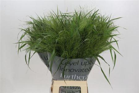 <h4>Panic Vi Fontaine</h4>