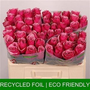 R Gr Majestic Athena