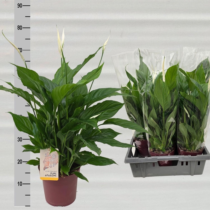 <h4>SPATH TORELLI</h4>