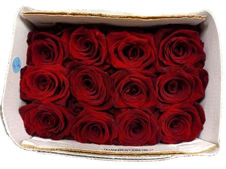 <h4>R GR EQ EXPLORER</h4>