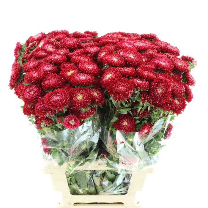 <h4>Callis Mats Red</h4>