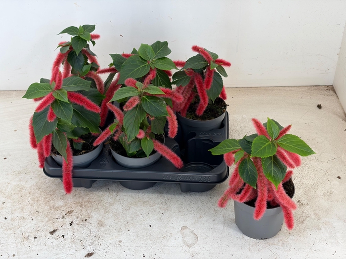 <h4>ACALY HISPIDA</h4>