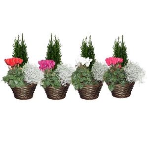 Collectie Hanoi Arrangement in Mand 22 cm