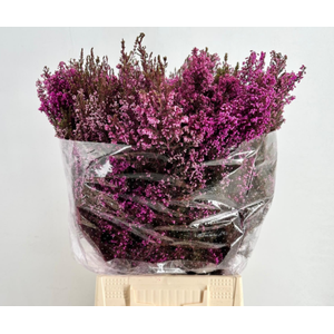 Erica Absorbed Pink (per bunch)