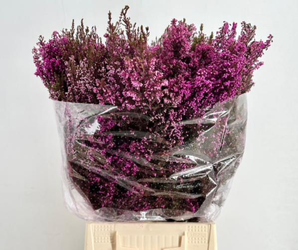 <h4>Cape Green Erica Pink</h4>
