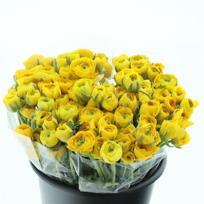 <h4>Ran El Sr Yellow I</h4>