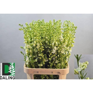 Delph Ridder White Daling