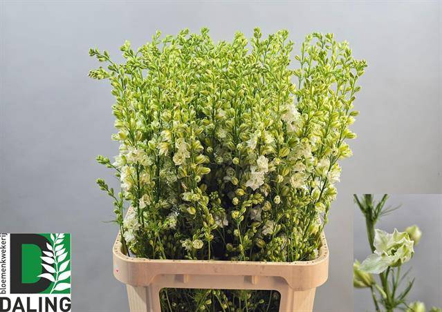 <h4>Delph Ridder White Daling</h4>