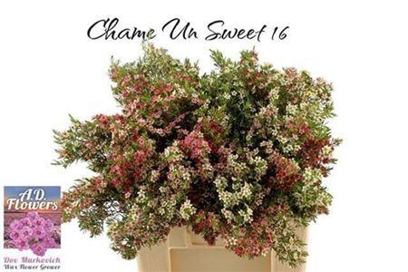 <h4>Chame Un My Sweet 16</h4>