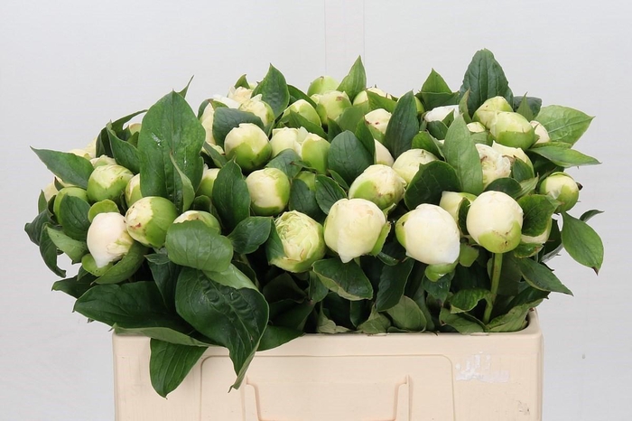 <h4>Paeonia Bridal Gown</h4>