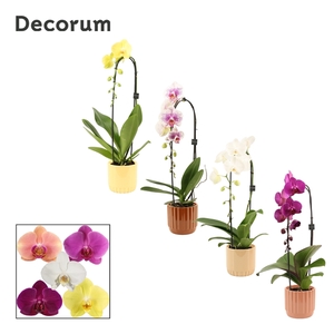 Phalaenopsis cascade 1 tak mix in Liam (Coffee blend-collection