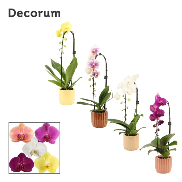 <h4>Phalaenopsis cascade 1 tak mix in Liam (Coffee blend-collection</h4>