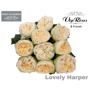 R Gr Lovely Harper!