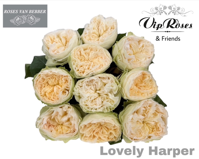 <h4>R Gr Lovely Harper!</h4>
