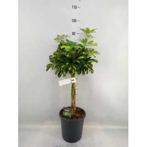 Schefflera arbor. 'Gold Capella'