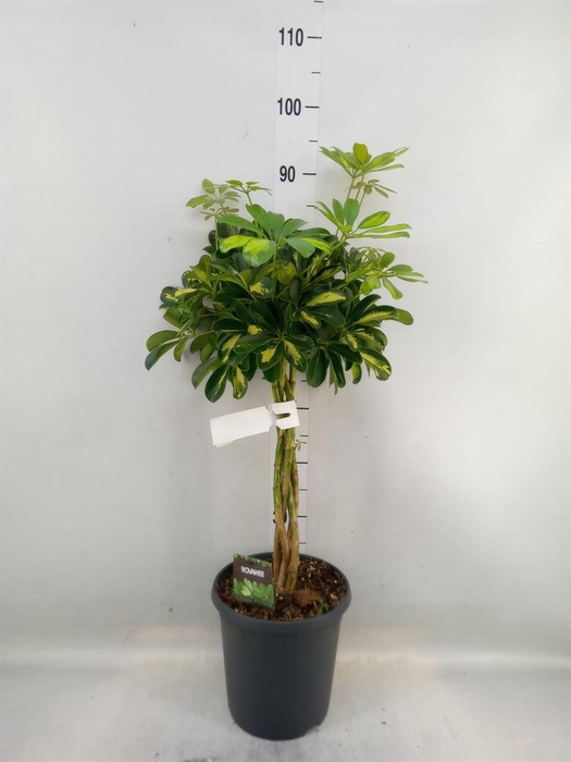 <h4>Schefflera arbor. 'Gold Capella'</h4>