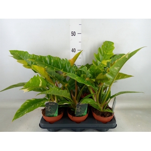 Philodendron  'Ring of Fire'