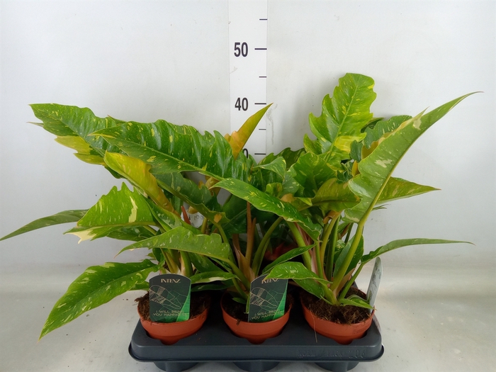 <h4>Philodendron  'Ring of Fire'</h4>