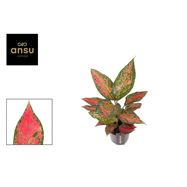 <h4>Aglaonema Strawberry Baby</h4>