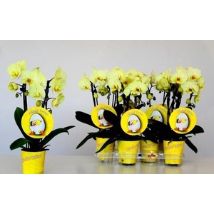 Phalaenopsis Wonder Cascade Easter yellow potcover 9cm