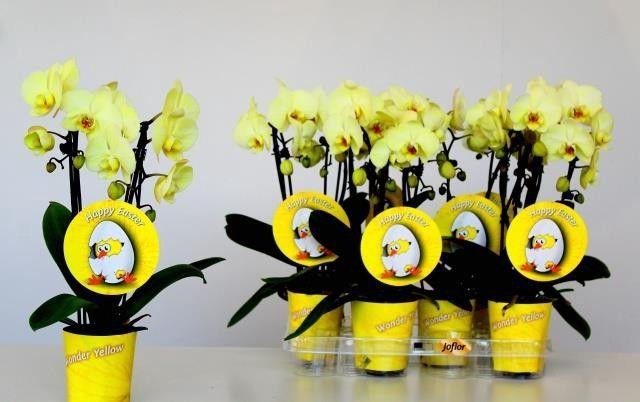 <h4>Phalaenopsis Wonder Cascade Easter yellow potcover 9cm</h4>