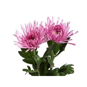 ANASTASIA CIPRIA 080 CM LILAS