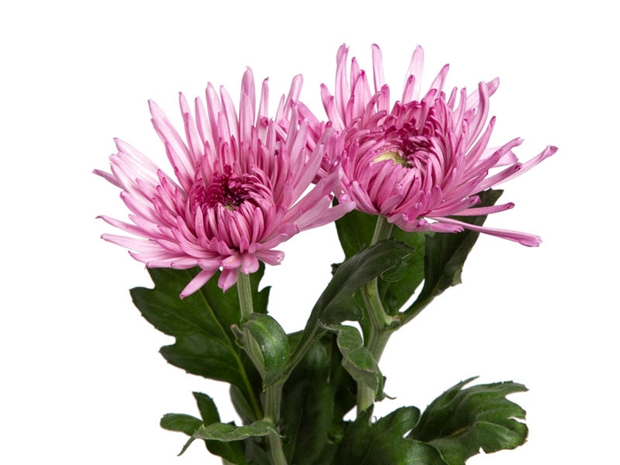 <h4>ANASTASIA CIPRIA 080 CM LILAS</h4>