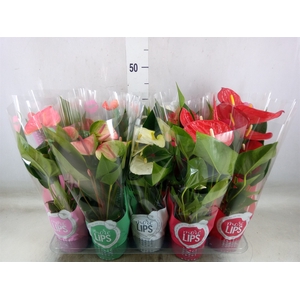 Anthurium   ...mix