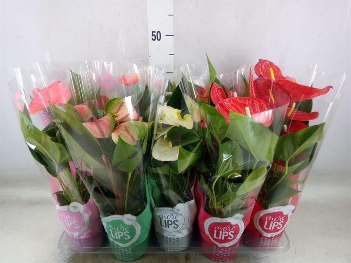 <h4>Anthurium   ...mix</h4>