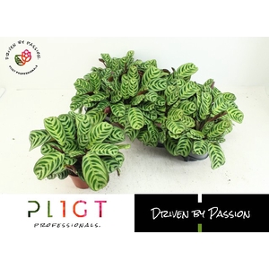 Ctenanthe Burle-marxii 12Ø 25cm