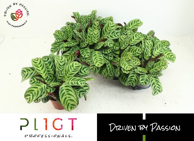 Ctenanthe Burle-marxii 12Ø 25cm