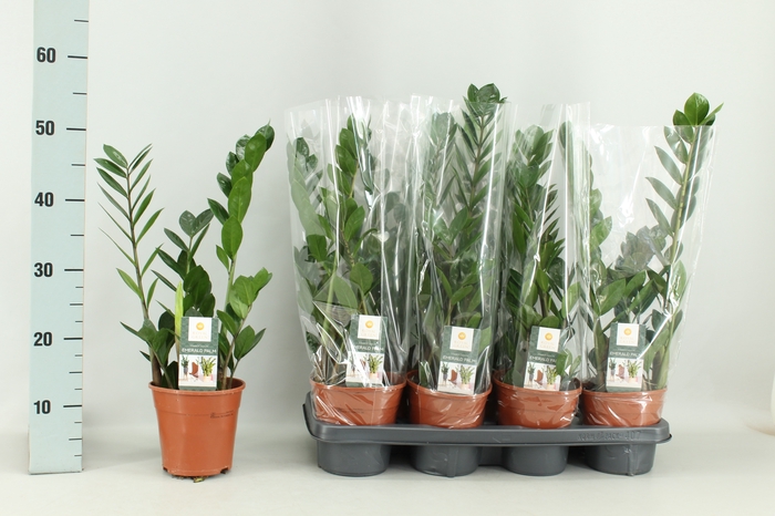 <h4>ZAMIO ZAMIIFOLIA</h4>