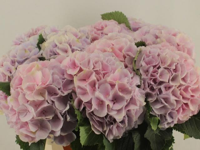 <h4>HYDR M CH VERENA</h4>