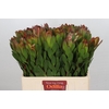 Leucadendron Goldstrike