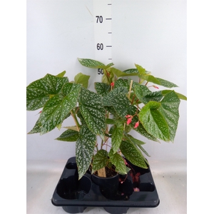 Begonia BD   ...