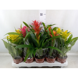 Guzmania   ...mix