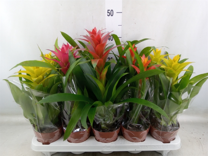 <h4>Guzmania   ...mix</h4>