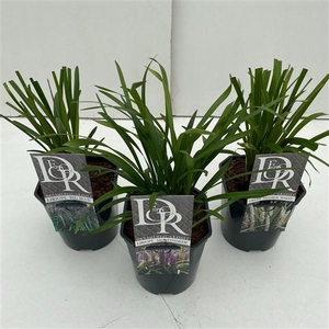 Liriope mix