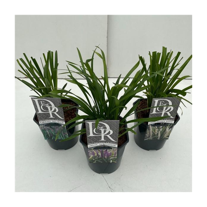 <h4>Liriope mix</h4>