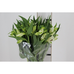 ALSTROEMERIA AKEMI 080 CM