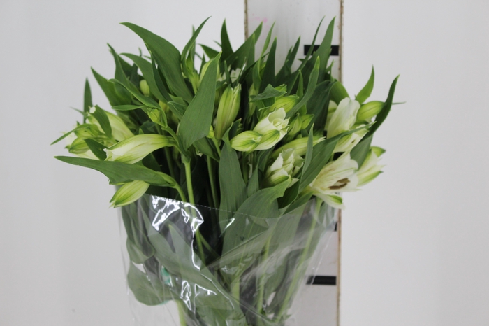 ALSTROEMERIA AKEMI 080 CM