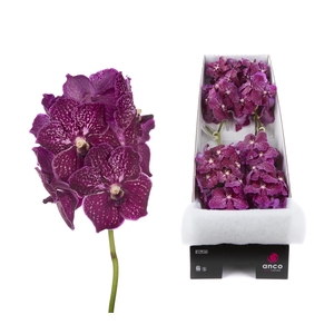 Vanda Ruby Love x8