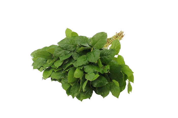 Salal Long