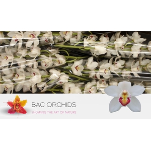 CYMB T HMS MARILYN M