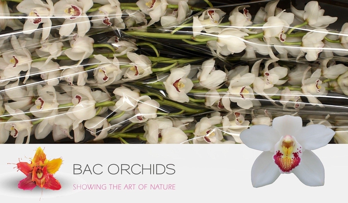 <h4>CYMB T HMS MARILYN M</h4>