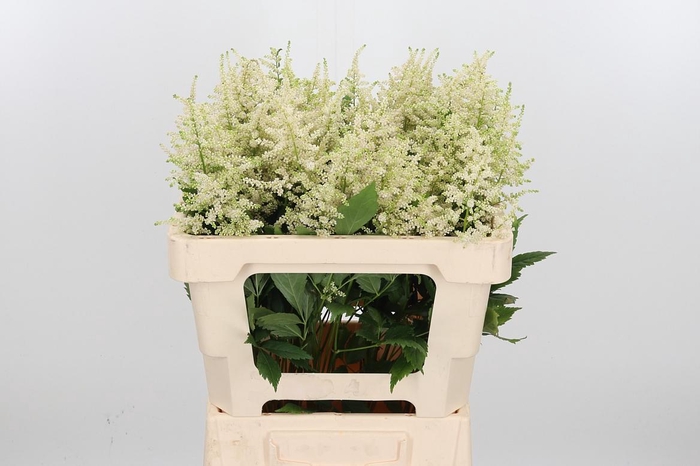 <h4>Astil Ja Europa</h4>