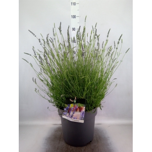 Lavandula interm. 'Phenomenal'